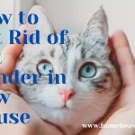 How to Get Rid of Cat Dander in New House? Home Heavenz