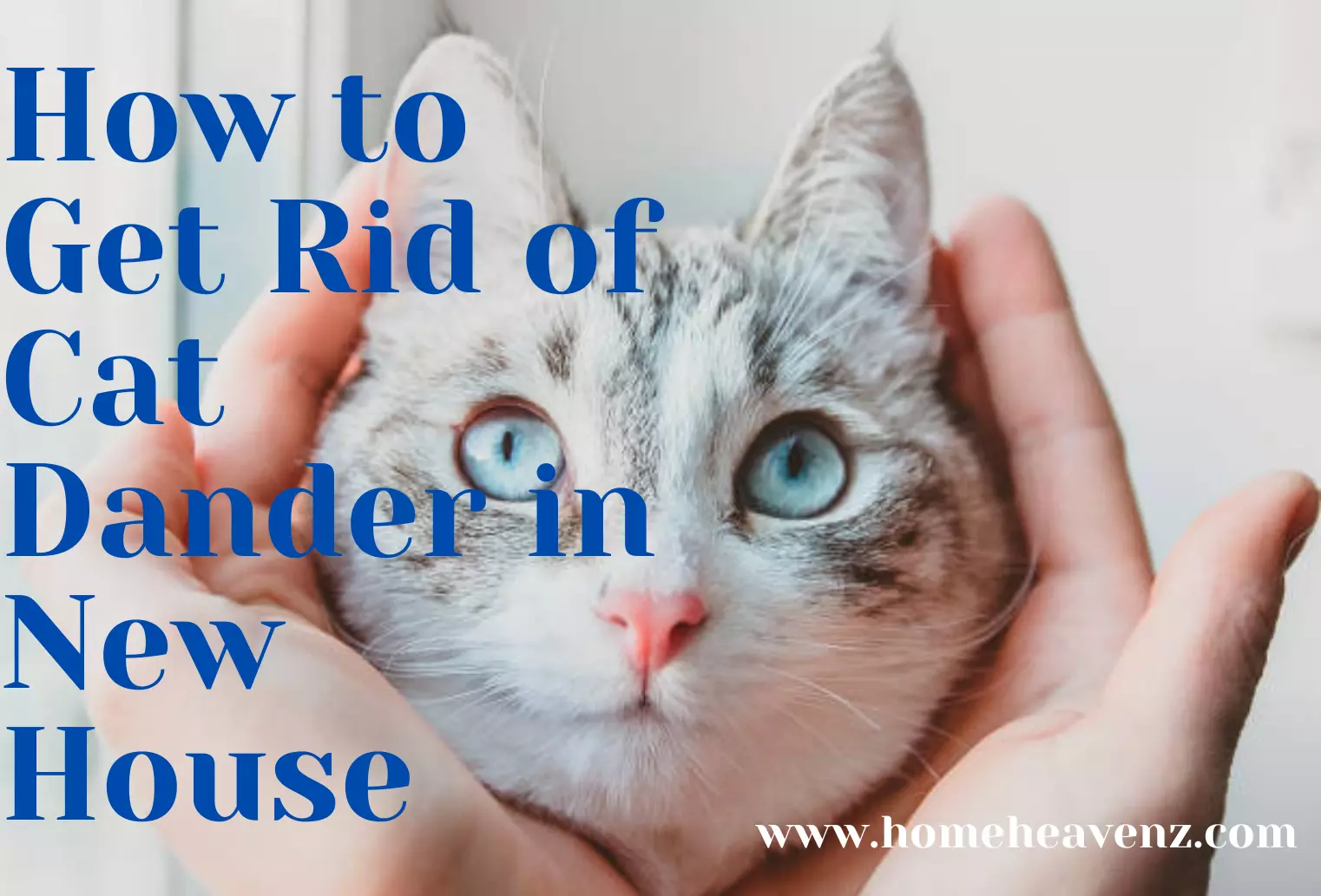 How to Get Rid of Cat Dander in New House