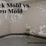Black Mold vs. Green Mold 2022 - What is The Difference?