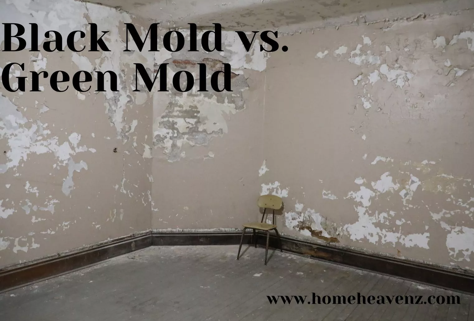Black Mold vs. Green Mold